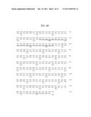 ANTIBODIES TO THYMIC STROMAL LYMPHOPOIETIN RECEPTOR MOLECULES AND USES     THEREOF diagram and image