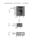 ANTIBODIES TO THYMIC STROMAL LYMPHOPOIETIN RECEPTOR MOLECULES AND USES     THEREOF diagram and image