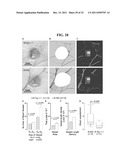 COMPOSITIONS AND METHODS FOR TREATING CANCER diagram and image