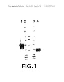 Identification and Engineering of Antibodies with Variant Fc Regions and     Methods of Using Same diagram and image