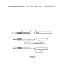 Identification and Engineering of Antibodies with Variant Fc Regions and     Methods of Using Same diagram and image