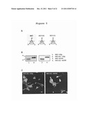 Recombinant Protein Body-Inducing Polypeptides diagram and image