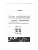 Recombinant Protein Body-Inducing Polypeptides diagram and image