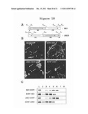 Recombinant Protein Body-Inducing Polypeptides diagram and image