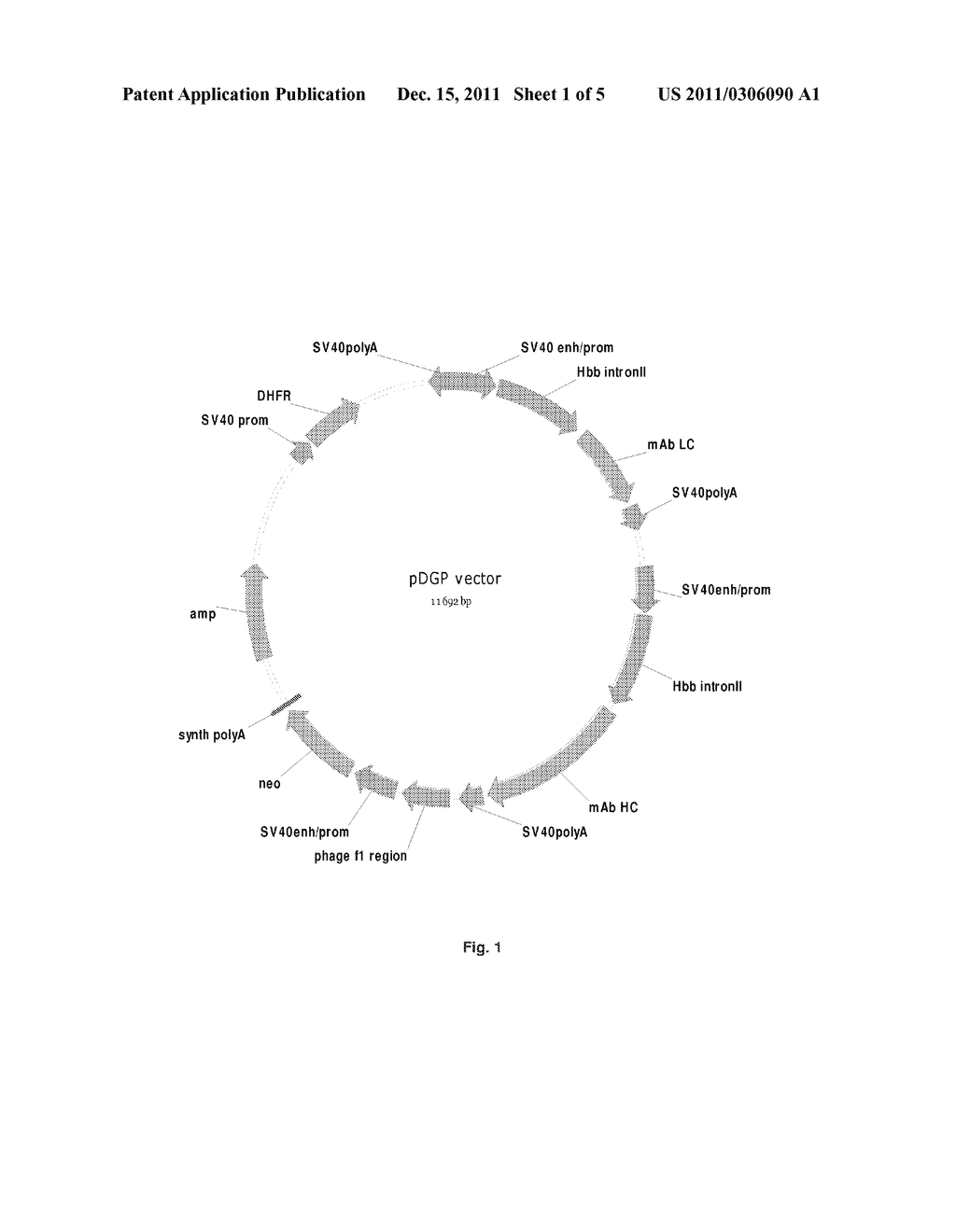 Mammalian Expression Vector - diagram, schematic, and image 02