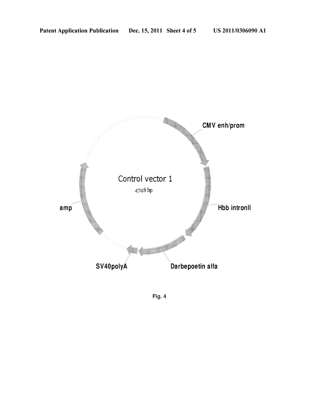 Mammalian Expression Vector - diagram, schematic, and image 05