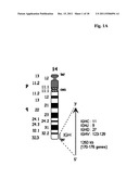 METHOD FOR OBTAINING IMMUNOGLOBULIN ENCODING NUCLEIC ACID diagram and image