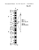 METHOD FOR OBTAINING IMMUNOGLOBULIN ENCODING NUCLEIC ACID diagram and image