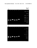 METHOD FOR OBTAINING IMMUNOGLOBULIN ENCODING NUCLEIC ACID diagram and image