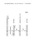 METHOD FOR OBTAINING IMMUNOGLOBULIN ENCODING NUCLEIC ACID diagram and image