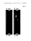 METHOD FOR OBTAINING IMMUNOGLOBULIN ENCODING NUCLEIC ACID diagram and image