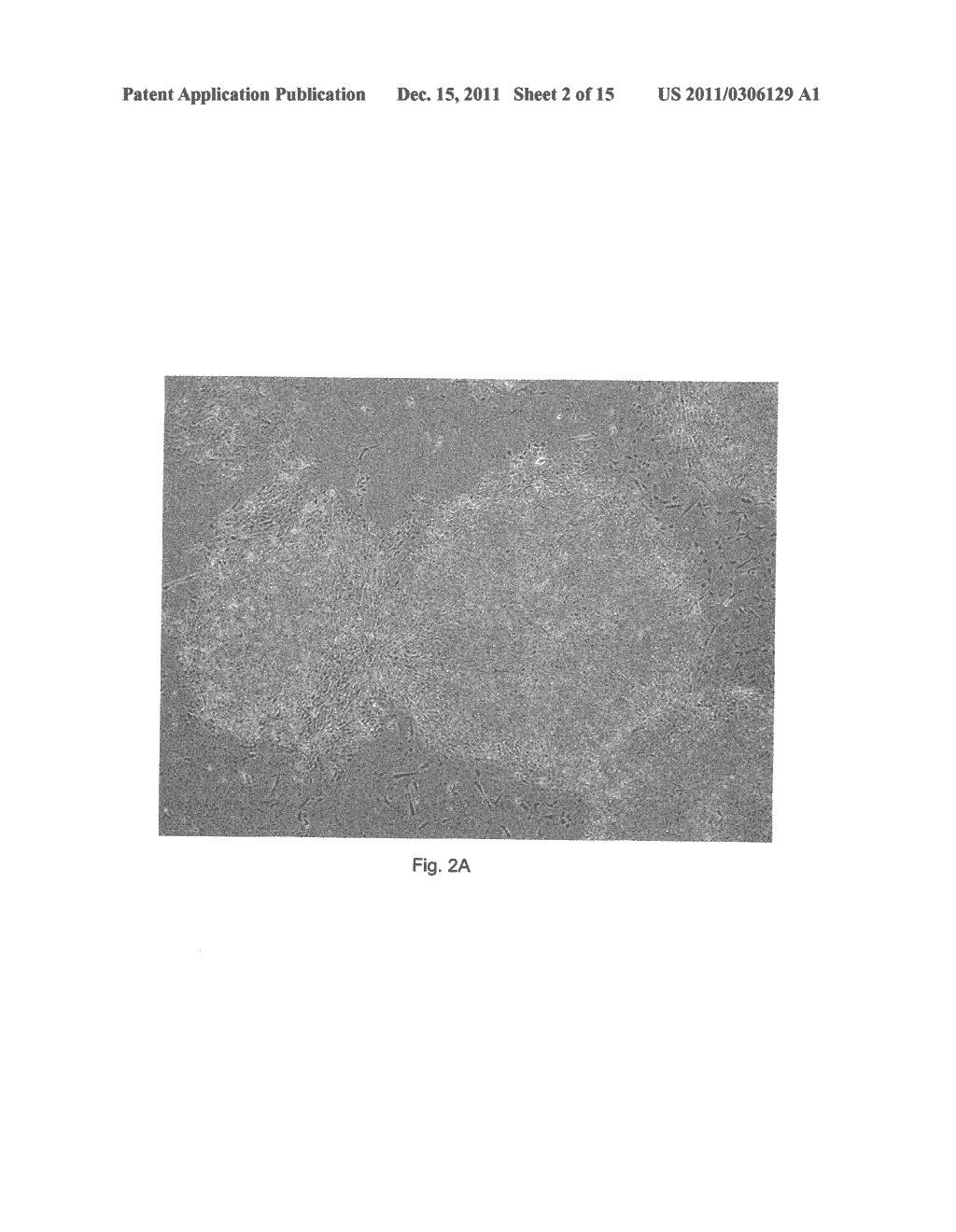 STEM CELL GROWTH MEDIA AND METHODS OF MAKING AND USING SAME - diagram, schematic, and image 03