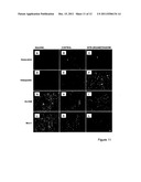 RETENTION OF A STEM CELL PHENOTYPE diagram and image