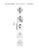 METHOD OF RESTORING MALE STERILITY IN GRAMINEOUS PLANTS AND MALE STERILITY     RESTORATIVE AGENT diagram and image