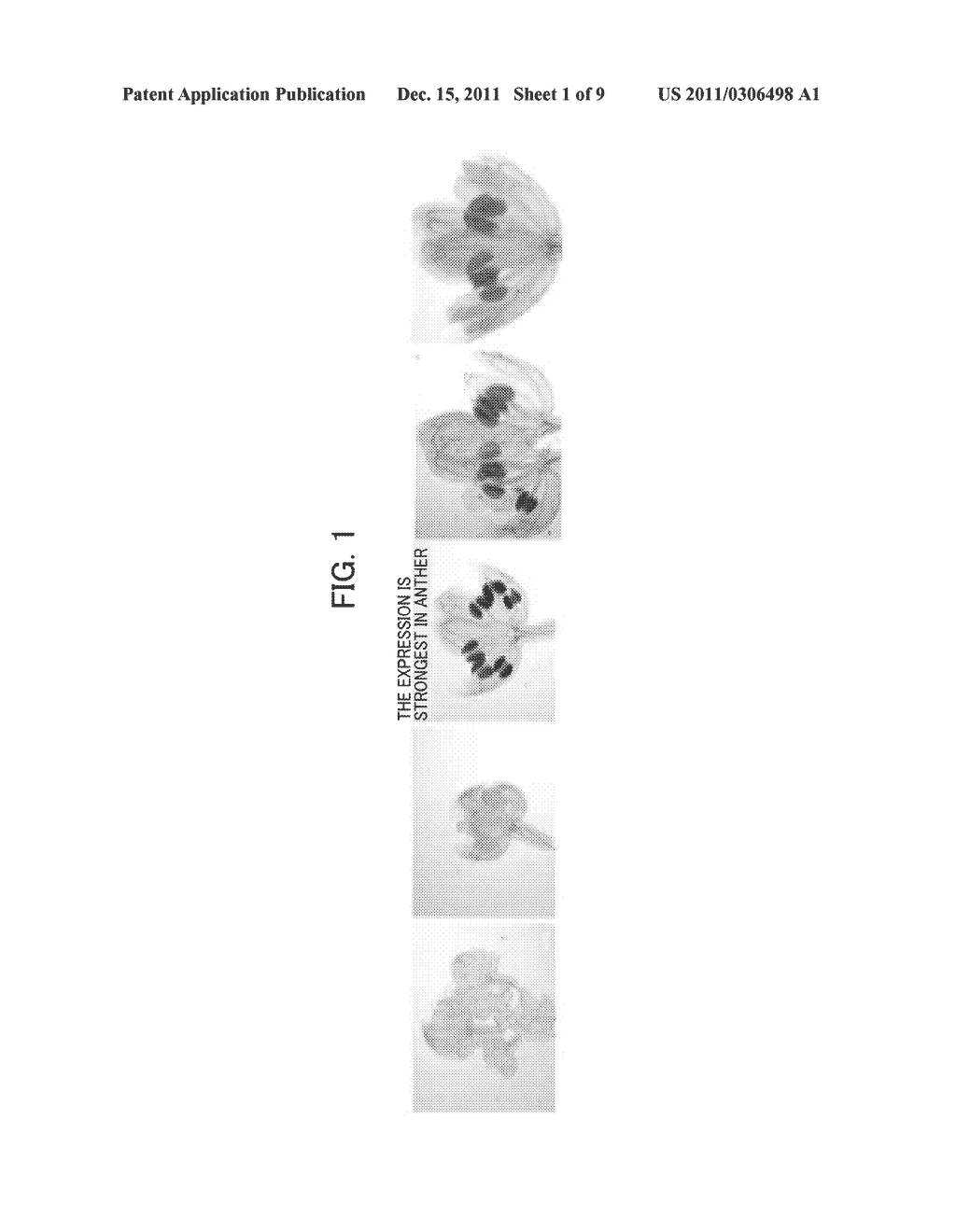 METHOD OF RESTORING MALE STERILITY IN GRAMINEOUS PLANTS AND MALE STERILITY     RESTORATIVE AGENT - diagram, schematic, and image 02