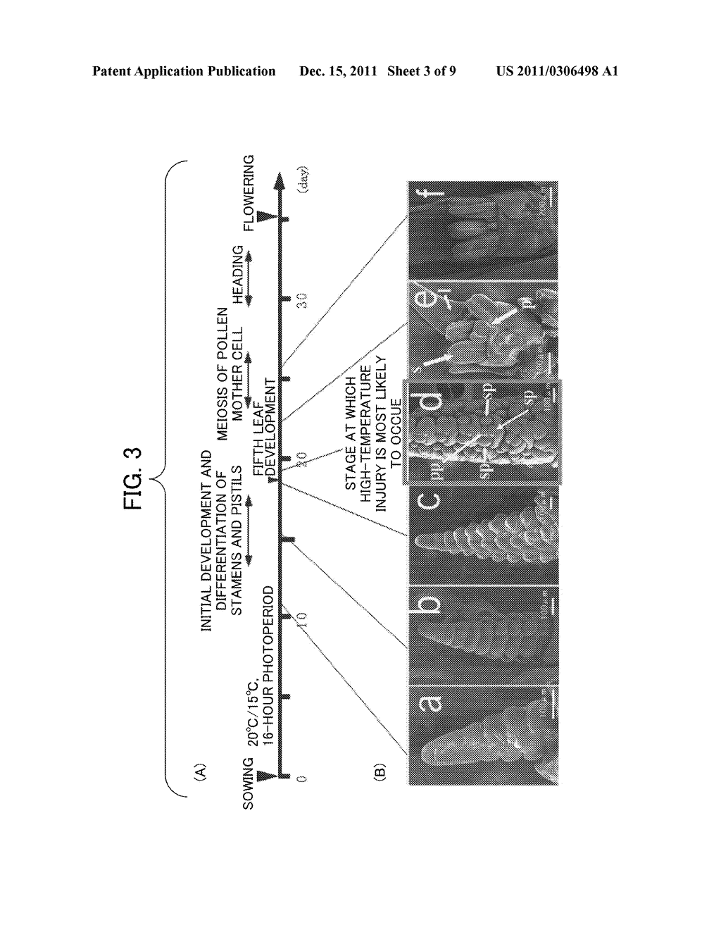 METHOD OF RESTORING MALE STERILITY IN GRAMINEOUS PLANTS AND MALE STERILITY     RESTORATIVE AGENT - diagram, schematic, and image 04