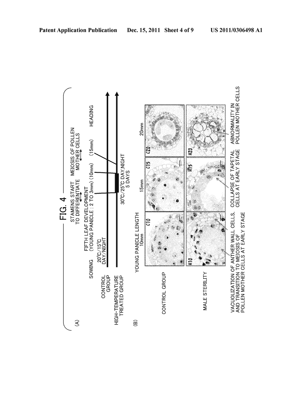 METHOD OF RESTORING MALE STERILITY IN GRAMINEOUS PLANTS AND MALE STERILITY     RESTORATIVE AGENT - diagram, schematic, and image 05