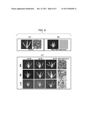 METHOD OF RESTORING MALE STERILITY IN GRAMINEOUS PLANTS AND MALE STERILITY     RESTORATIVE AGENT diagram and image