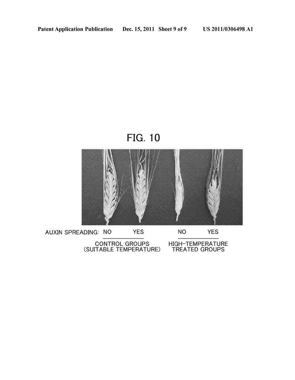 METHOD OF RESTORING MALE STERILITY IN GRAMINEOUS PLANTS AND MALE STERILITY     RESTORATIVE AGENT - diagram, schematic, and image 10