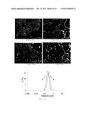 PROCESS FOR MAKING PARTICLES FOR DELIVERY OF DRUG NANOPARTICLES diagram and image