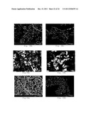 PROCESS FOR MAKING PARTICLES FOR DELIVERY OF DRUG NANOPARTICLES diagram and image