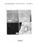 NEURAL REGENERATION PEPTIDES AND METHODS FOR THEIR USE IN TREATMENT OF     BRAIN DAMAGE diagram and image