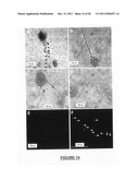 NEURAL REGENERATION PEPTIDES AND METHODS FOR THEIR USE IN TREATMENT OF     BRAIN DAMAGE diagram and image