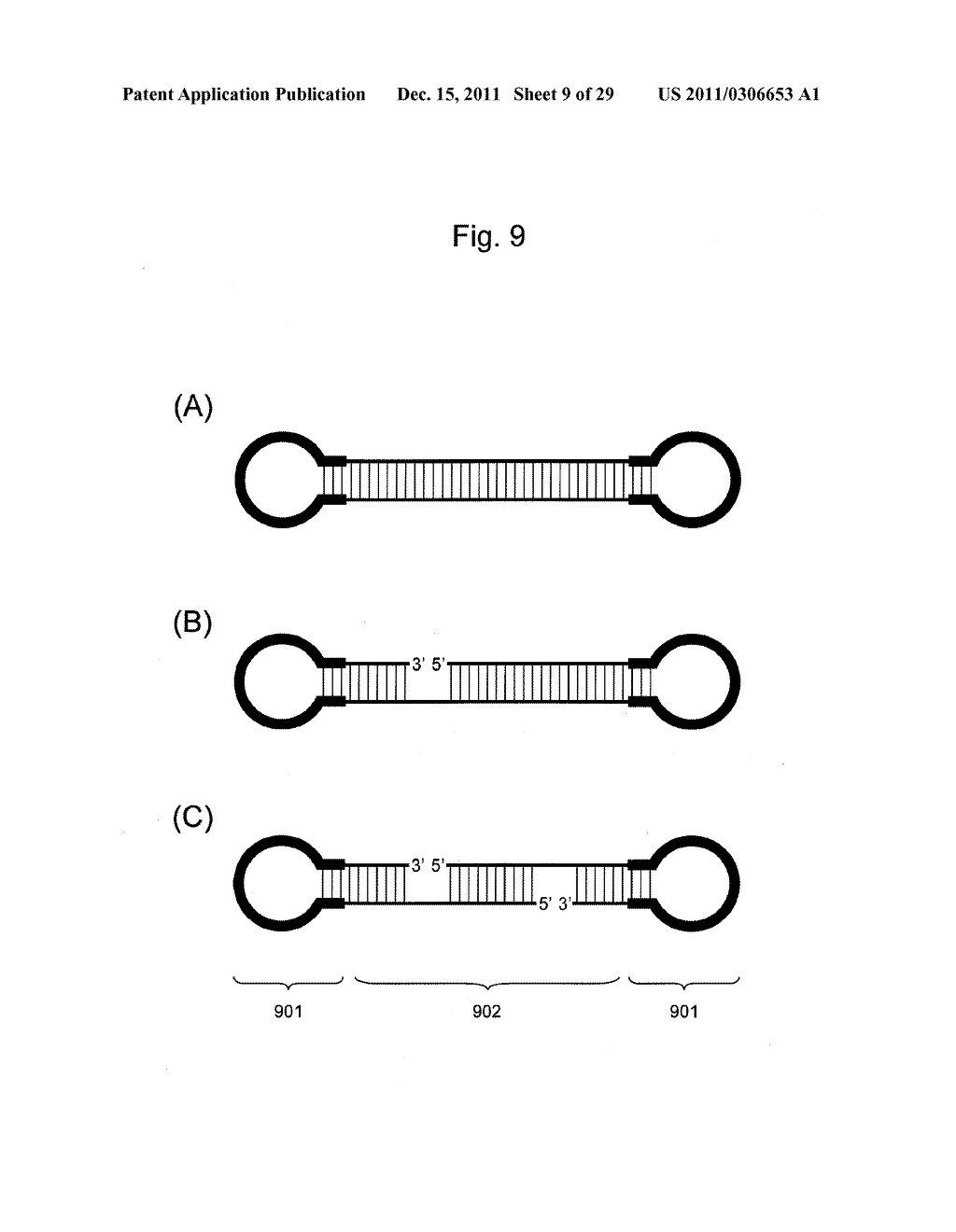 STABILIZATION METHOD OF FUNCTIONAL NUCLEIC ACID - diagram, schematic, and image 10