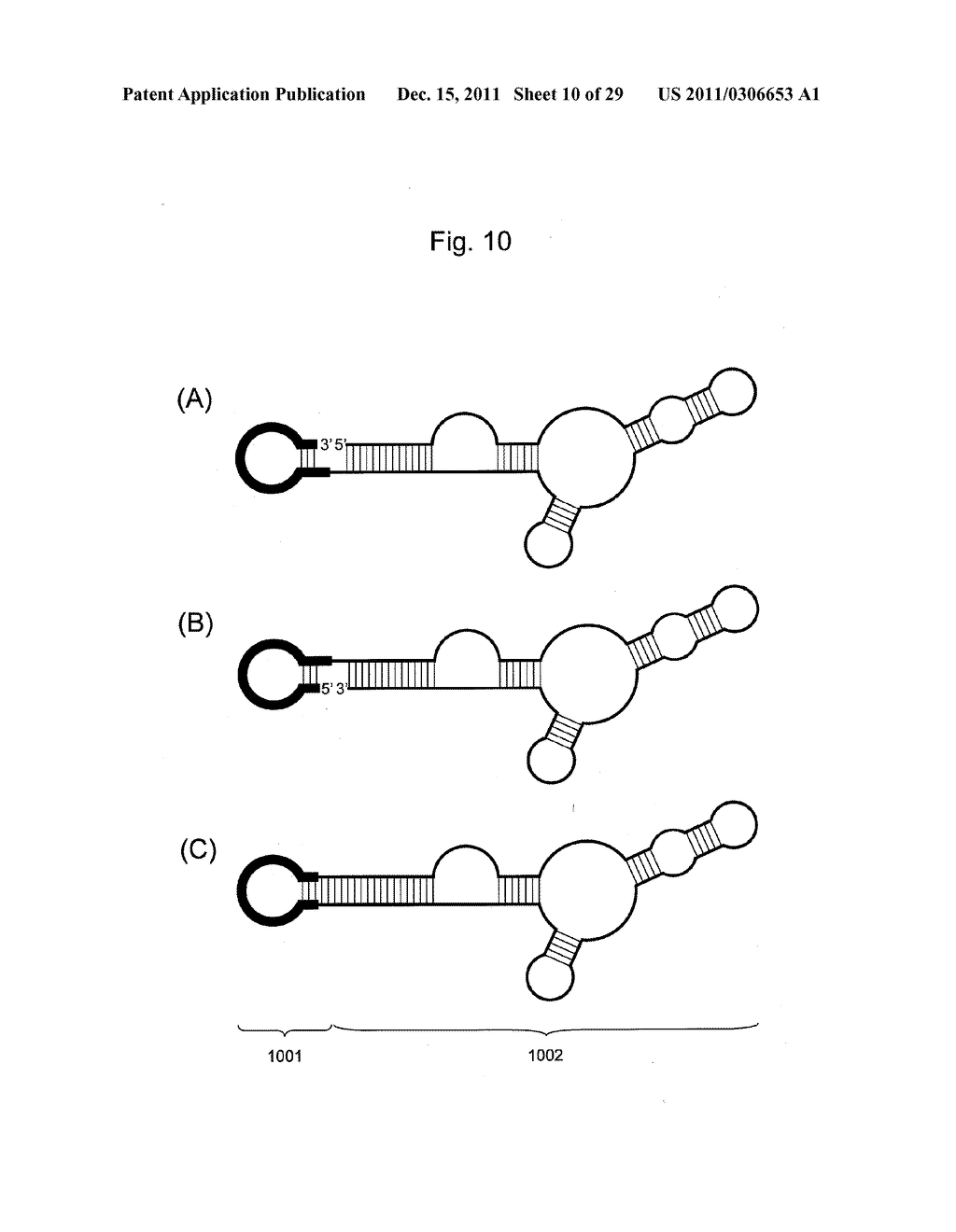 STABILIZATION METHOD OF FUNCTIONAL NUCLEIC ACID - diagram, schematic, and image 11