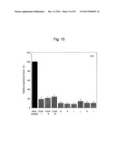 STABILIZATION METHOD OF FUNCTIONAL NUCLEIC ACID diagram and image