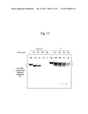 STABILIZATION METHOD OF FUNCTIONAL NUCLEIC ACID diagram and image