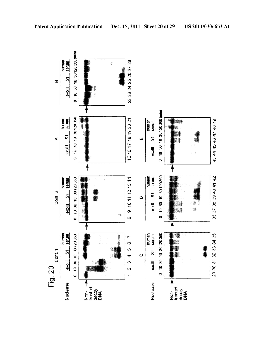 STABILIZATION METHOD OF FUNCTIONAL NUCLEIC ACID - diagram, schematic, and image 21