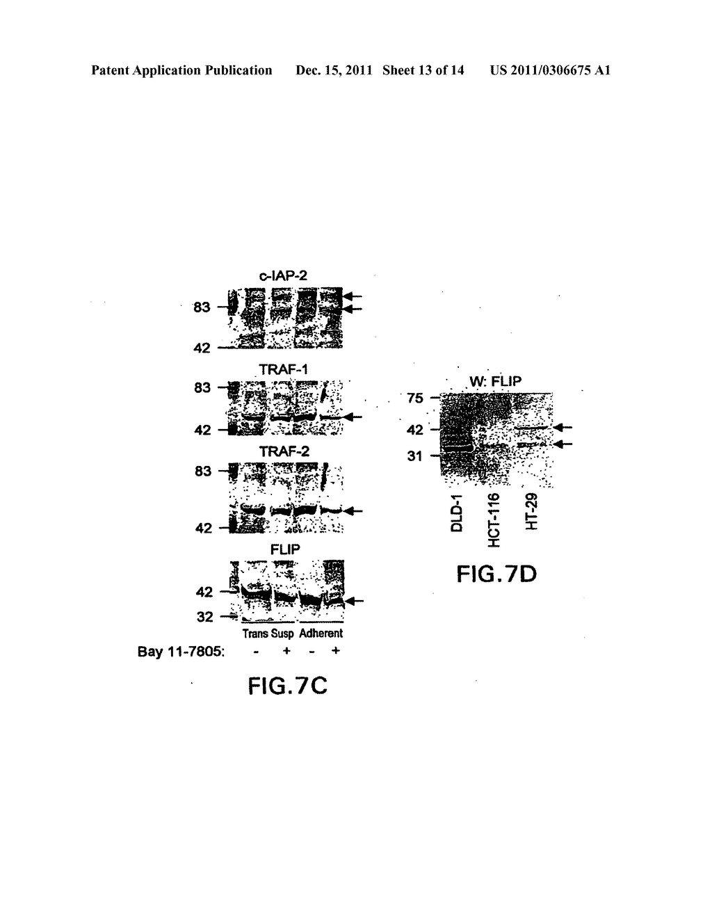 COMPOSITIONS AND METHODS FOR INHIBITING NF-KB MEDIATED TUMORIGENICITY AND     ADHESION-DEPENDENT SURVIVAL OF CANCER CELLS - diagram, schematic, and image 14