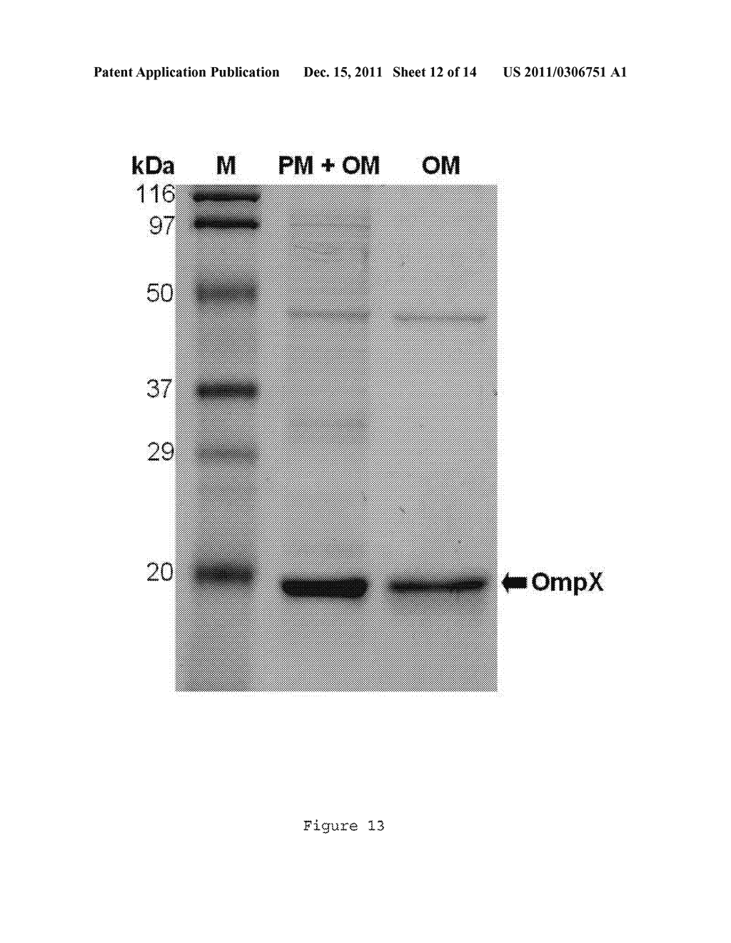 Independently Inducible System of Gene Expression - diagram, schematic, and image 13