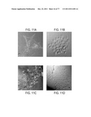 POLYPEPTIDES AND POLYNUCLEOTIDES, AND USES THEREOF AS A DRUG TARGET FOR     PRODUCING DRUGS AND BIOLOGICS diagram and image