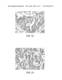 POLYPEPTIDES AND POLYNUCLEOTIDES, AND USES THEREOF AS A DRUG TARGET FOR     PRODUCING DRUGS AND BIOLOGICS diagram and image