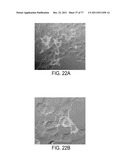 POLYPEPTIDES AND POLYNUCLEOTIDES, AND USES THEREOF AS A DRUG TARGET FOR     PRODUCING DRUGS AND BIOLOGICS diagram and image