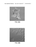 POLYPEPTIDES AND POLYNUCLEOTIDES, AND USES THEREOF AS A DRUG TARGET FOR     PRODUCING DRUGS AND BIOLOGICS diagram and image