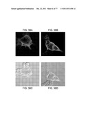 POLYPEPTIDES AND POLYNUCLEOTIDES, AND USES THEREOF AS A DRUG TARGET FOR     PRODUCING DRUGS AND BIOLOGICS diagram and image