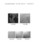 POLYPEPTIDES AND POLYNUCLEOTIDES, AND USES THEREOF AS A DRUG TARGET FOR     PRODUCING DRUGS AND BIOLOGICS diagram and image