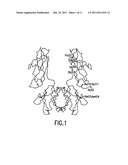 MOLECULES WITH EXTENDED HALF-LIVES, COMPOSITIONS AND USES THEREOF diagram and image