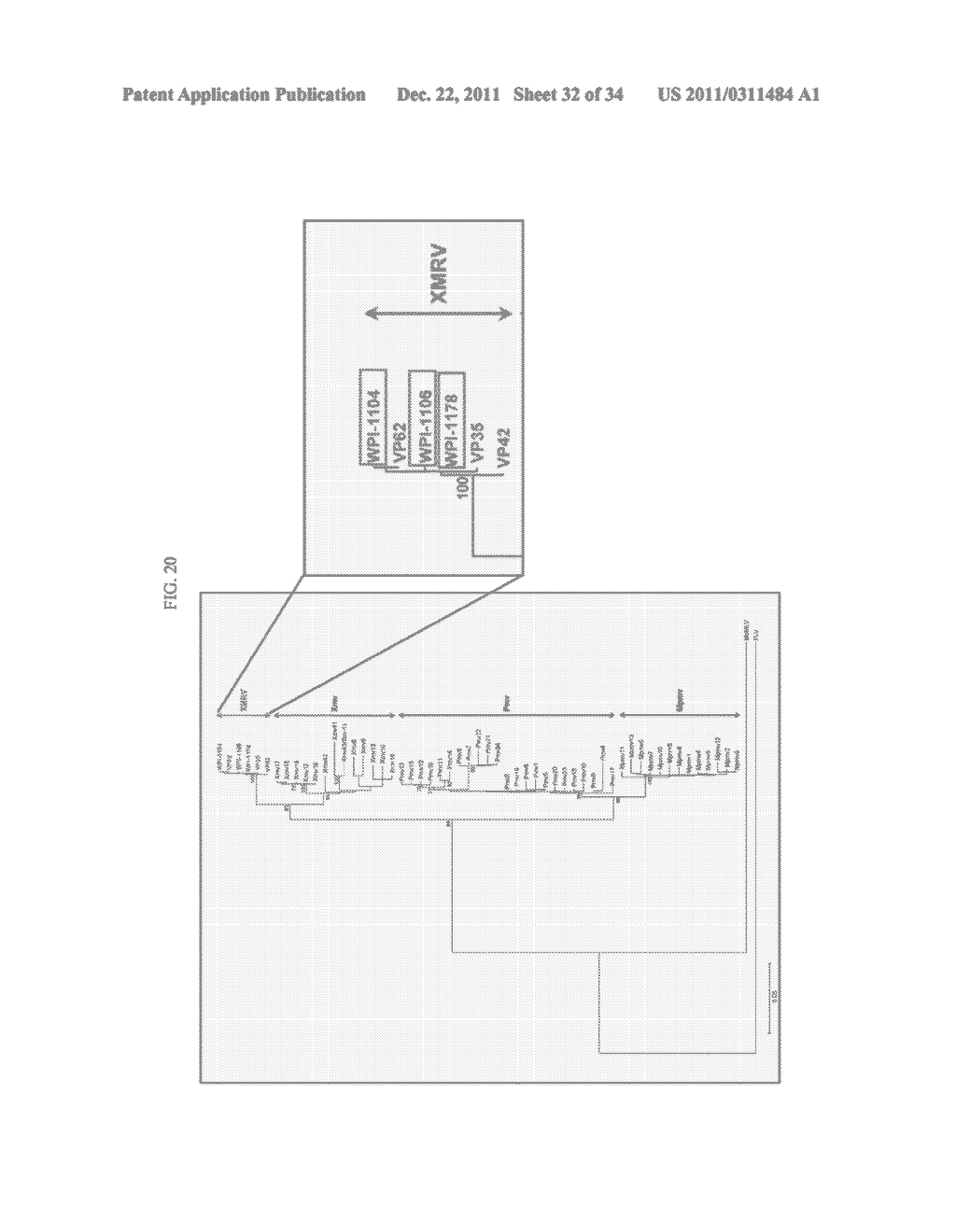 STRAINS OF XENOTROPIC MURINE LEUKEMIA-RELATED VIRUS AND METHODS FOR     DETECTION THEREOF - diagram, schematic, and image 33