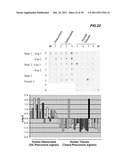 POLYNUCLEOTIDE AND POLYPEPTIDE SEQUENCES INVOLVED IN THE PROCESS OF BONE     REMODELING diagram and image