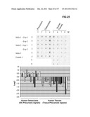 POLYNUCLEOTIDE AND POLYPEPTIDE SEQUENCES INVOLVED IN THE PROCESS OF BONE     REMODELING diagram and image