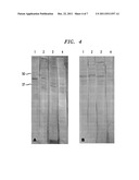 RECIPROCAL SERUM/PLASMA EXCHANGE FOR THE TREATMENT OF CANCER diagram and image