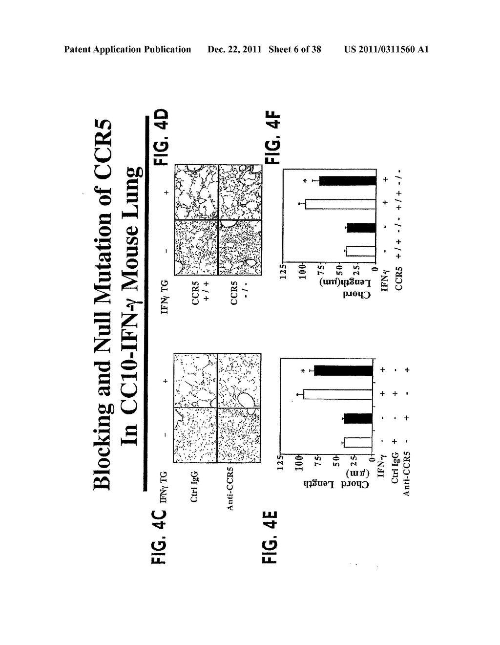 Methods and Compositions Relating to CCR5 Antagonist, IFN-Gamma and IL-13     Induced Inflammation - diagram, schematic, and image 07