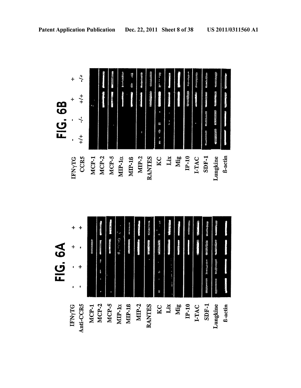 Methods and Compositions Relating to CCR5 Antagonist, IFN-Gamma and IL-13     Induced Inflammation - diagram, schematic, and image 09