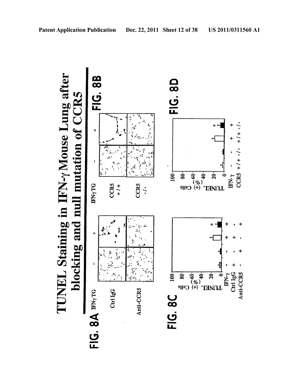 Methods and Compositions Relating to CCR5 Antagonist, IFN-Gamma and IL-13     Induced Inflammation - diagram, schematic, and image 13