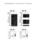 Methods and Compositions Relating to CCR5 Antagonist, IFN-Gamma and IL-13     Induced Inflammation diagram and image