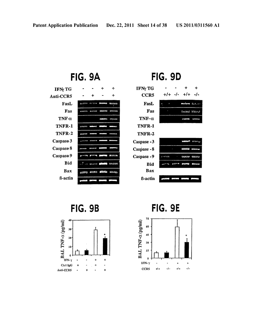 Methods and Compositions Relating to CCR5 Antagonist, IFN-Gamma and IL-13     Induced Inflammation - diagram, schematic, and image 15